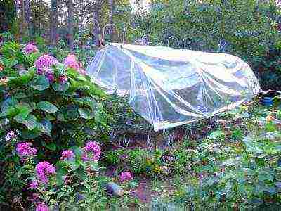 hydrangea garden planting and care in the open field wintering