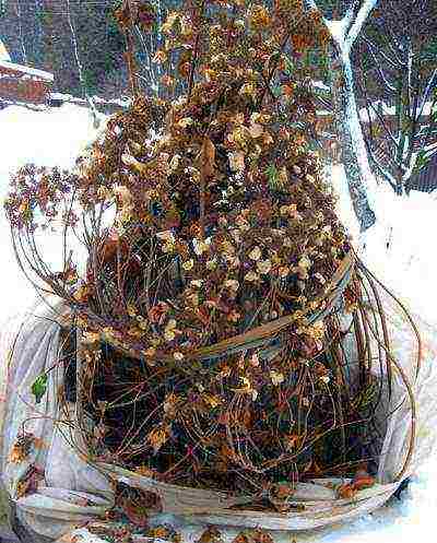 hydrangea garden planting and care in the open field wintering