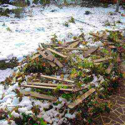 hydrangea garden planting and care in the open field wintering