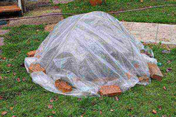 hydrangea garden planting and care in the open field wintering