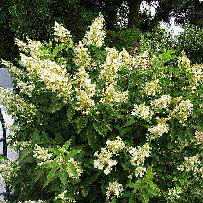 hydrangea unik panicled planting and care in the open field