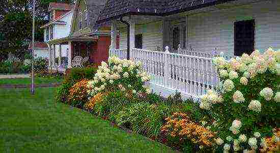 hydrangea unik panicled planting and care in the open field