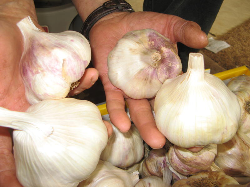 good varieties of garlic