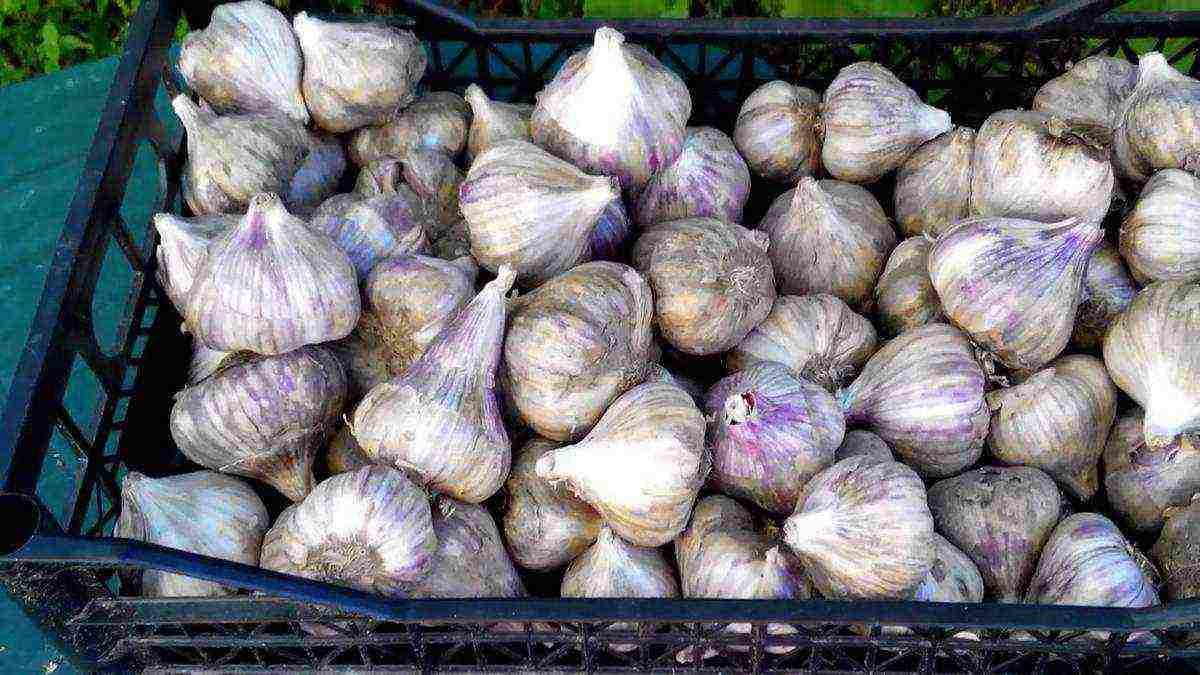 good varieties of garlic