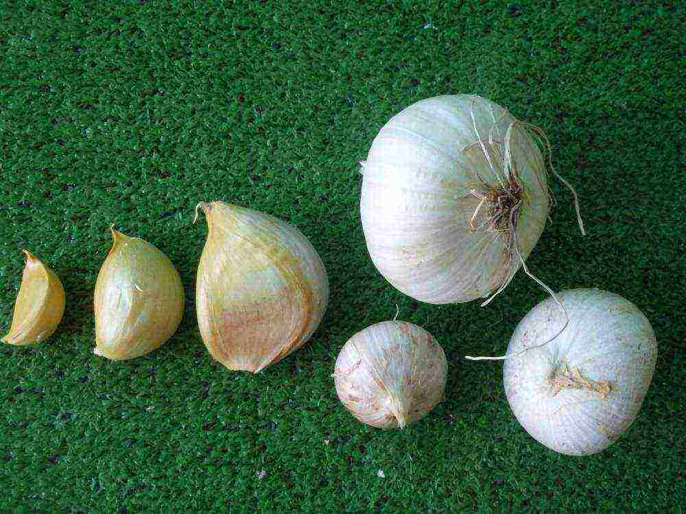 good varieties of garlic