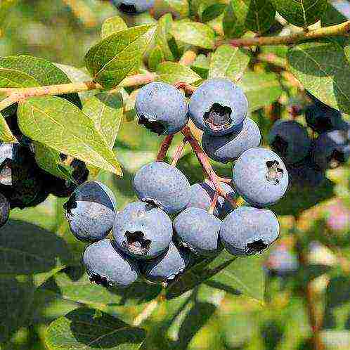 good varieties of blueberries