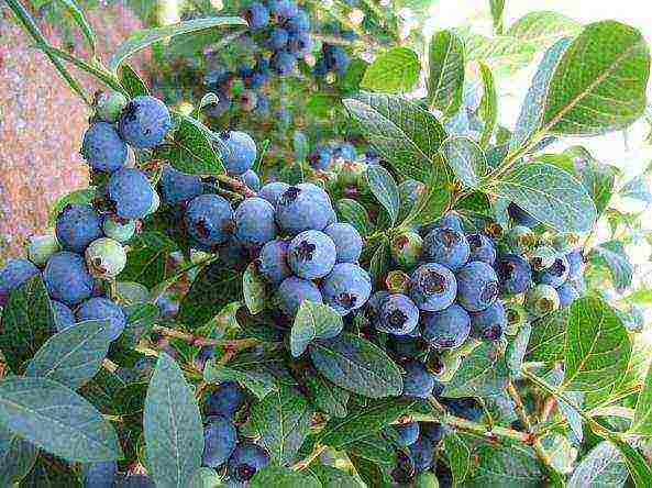 good varieties of blueberries