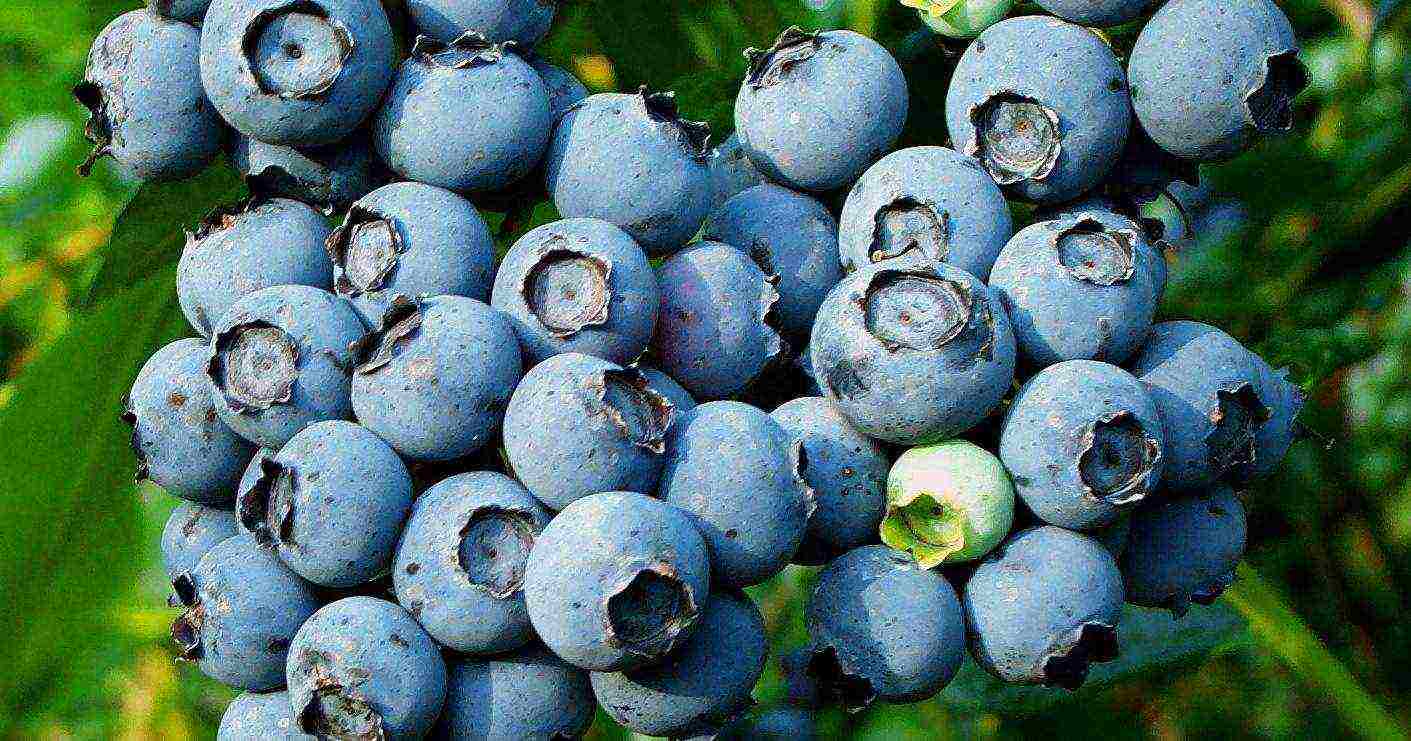 good varieties of blueberries