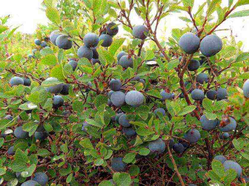 mahusay na mga pagkakaiba-iba ng mga blueberry