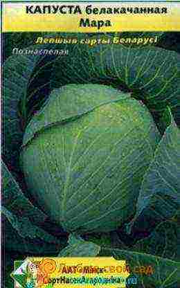 good varieties of cabbage