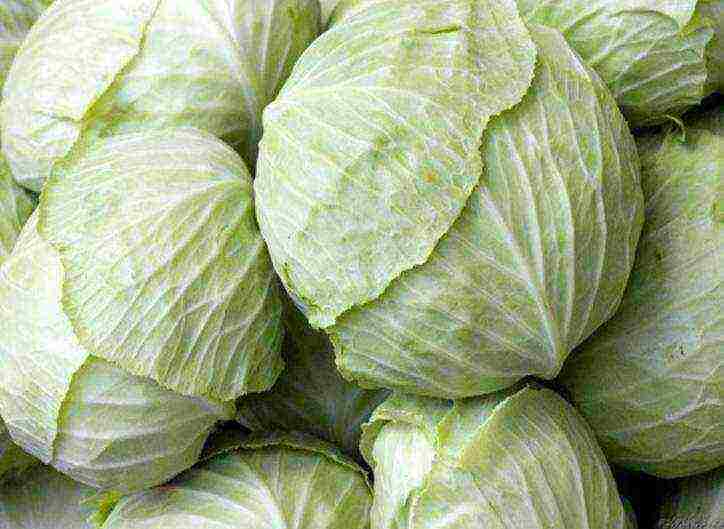 good varieties of cabbage