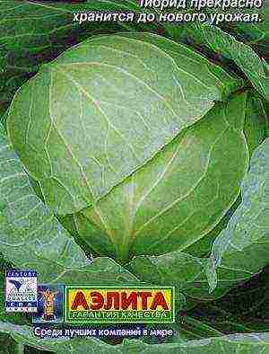 good varieties of cabbage