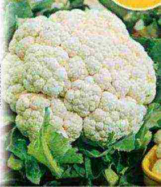 good varieties of cabbage