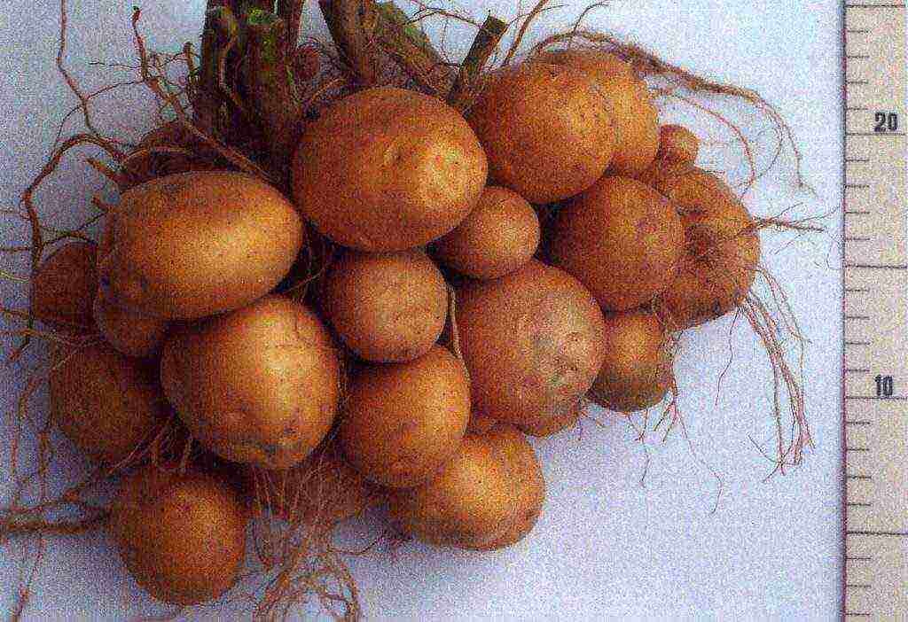 good varieties of potatoes