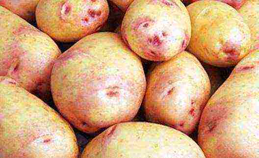 good varieties of potatoes