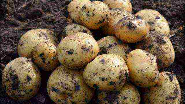 good varieties of potatoes