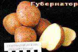 good varieties of potatoes