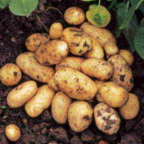 good varieties of potatoes