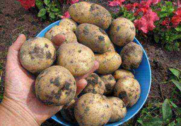 good varieties of potatoes