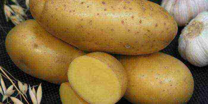 good varieties of potatoes