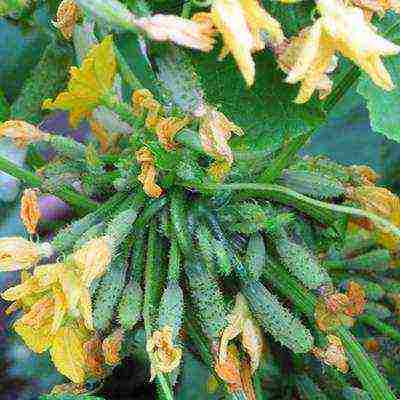 good varieties of cucumbers