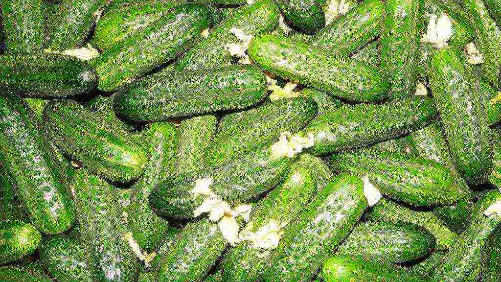 good varieties of cucumbers