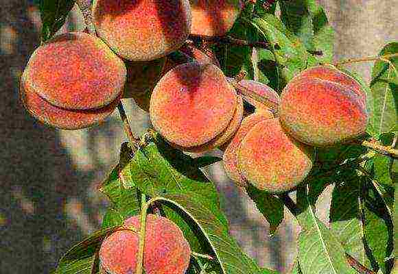 good varieties of peaches