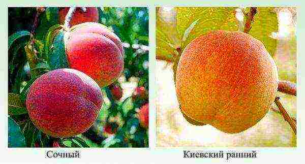 good varieties of peaches