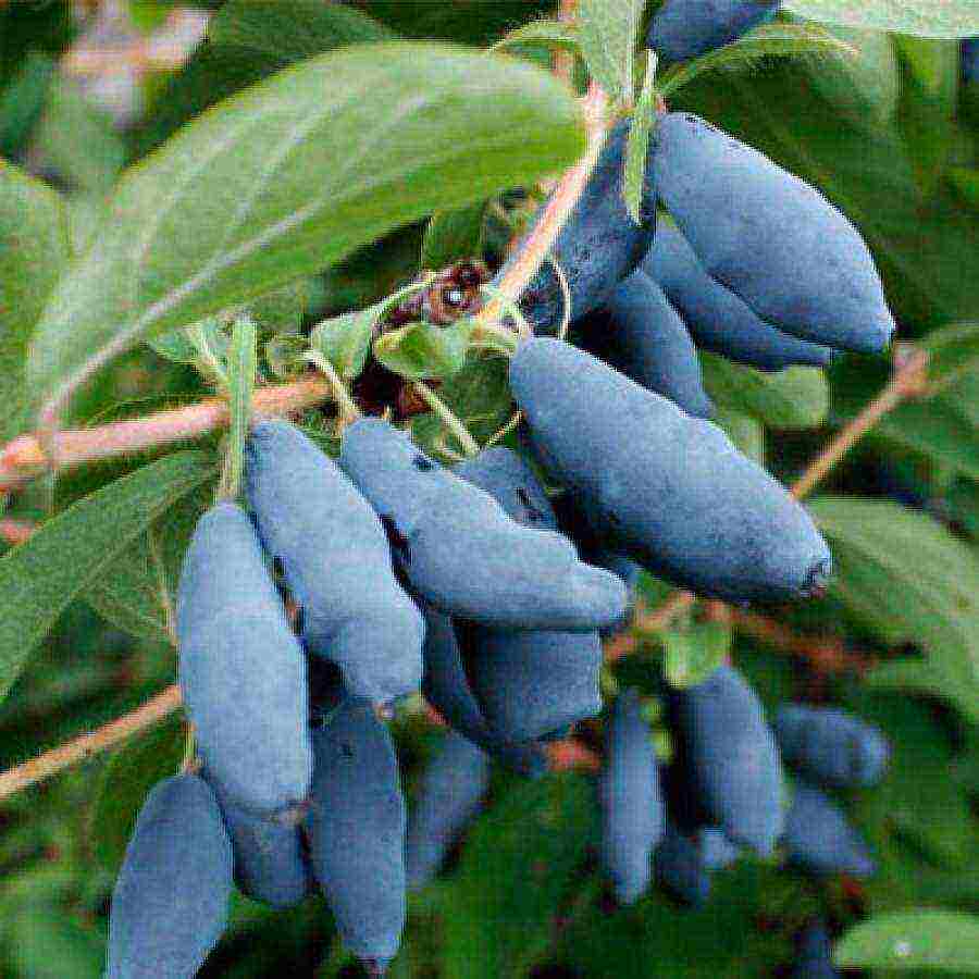 good variety of honeysuckle