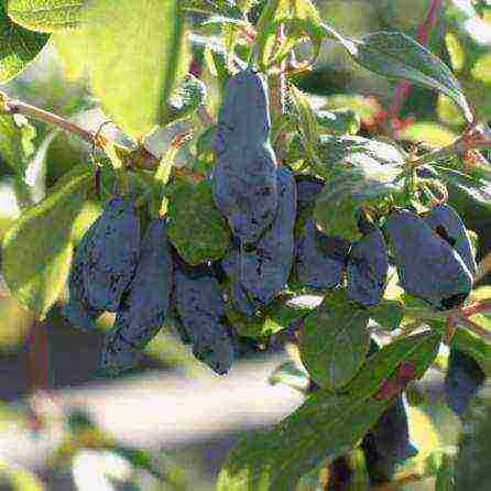 magandang pagkakaiba-iba ng honeysuckle