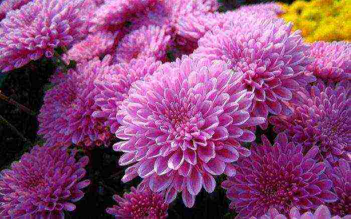 chrysanthemums indoor planting and care in the open field