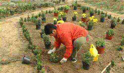 chrysanthemums indoor planting and care in the open field