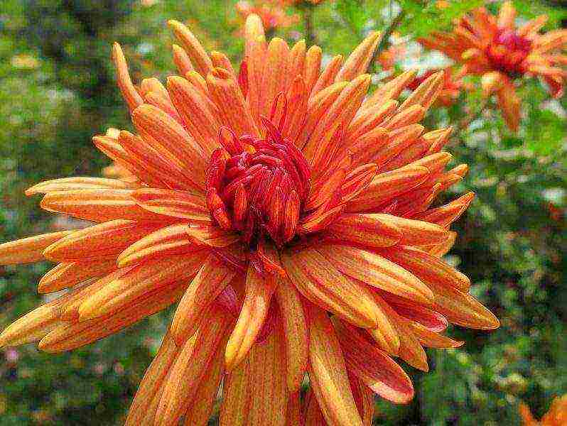 chrysanthemums indoor planting and care in the open field