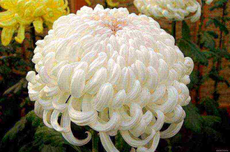 chrysanthemums indoor planting and care in the open field