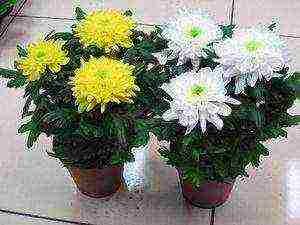 chrysanthemums indoor planting and care in the open field