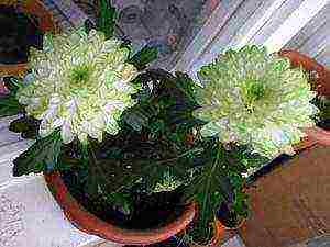 chrysanthemums indoor planting and care in the open field