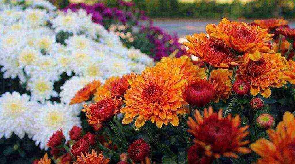 chrysanthemums the best varieties