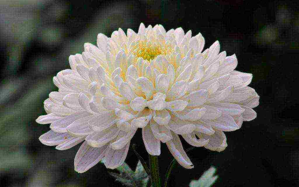 chrysanthemums the best varieties