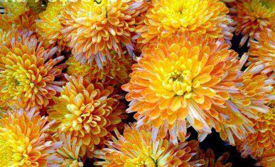 chrysanthemums the best varieties