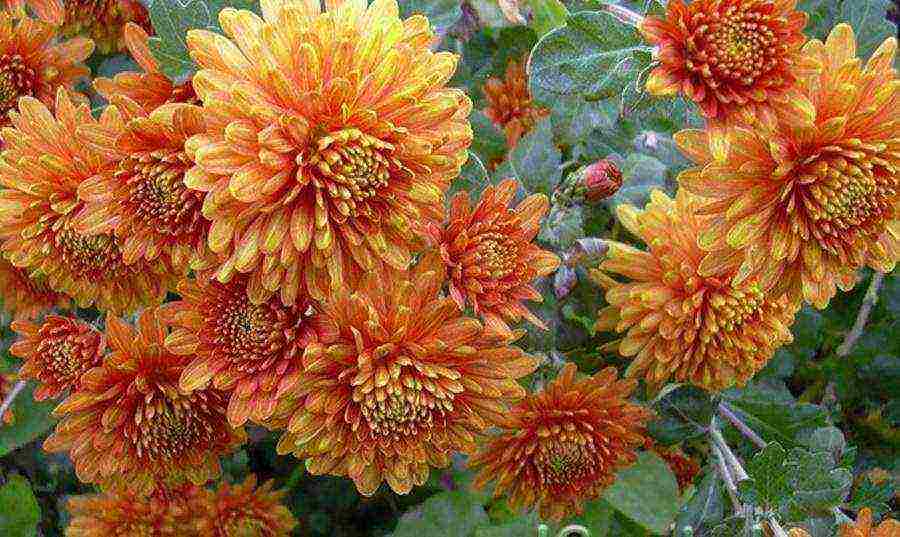 chrysanthemums the best varieties