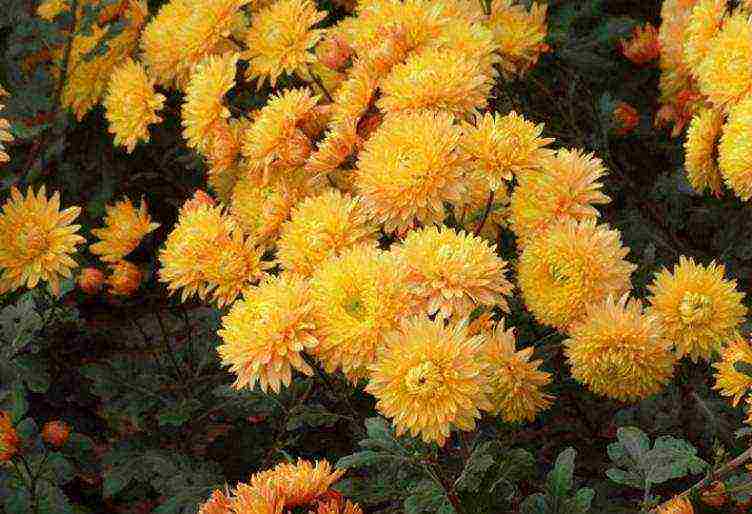 chrysanthemums the best varieties