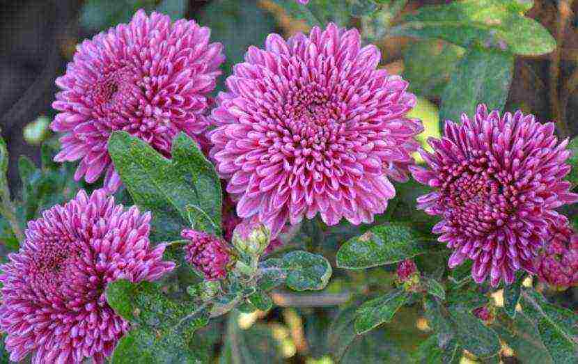 chrysanthemums the best varieties