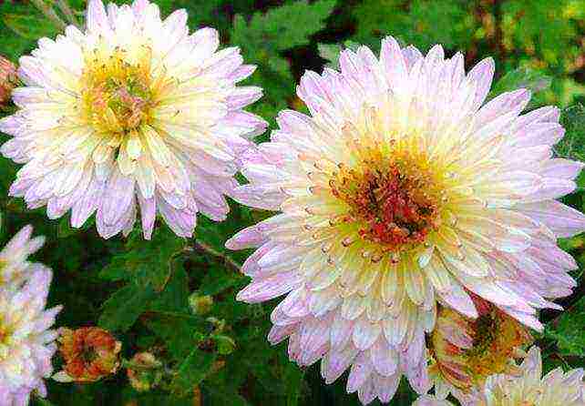 chrysanthemums the best varieties