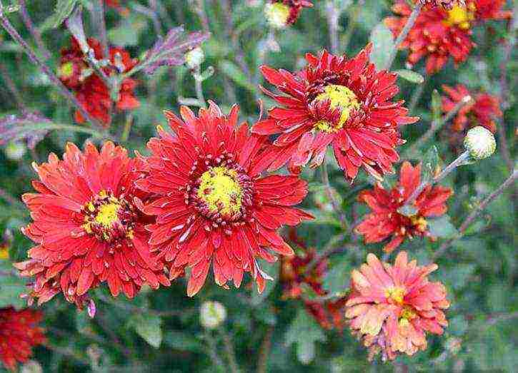 chrysanthemums the best varieties