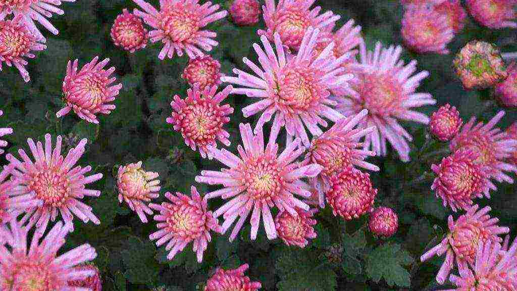 chrysanthemums ang pinakamahusay na mga pagkakaiba-iba