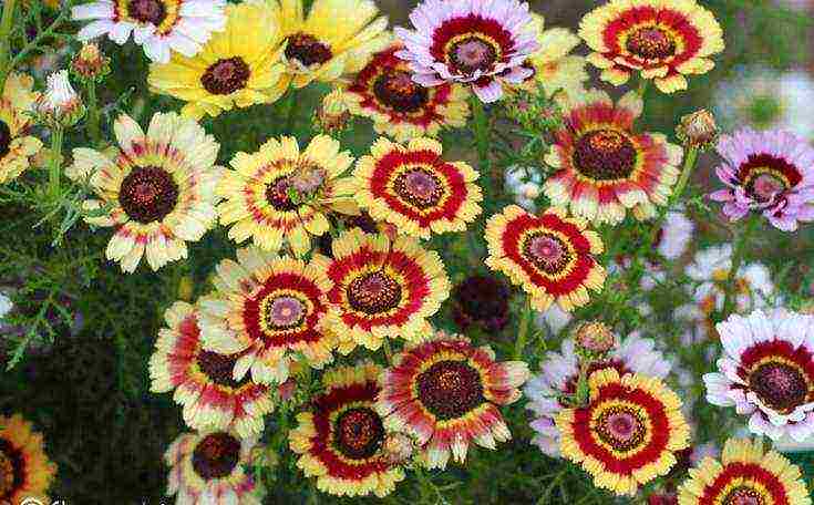 chrysanthemums the best varieties