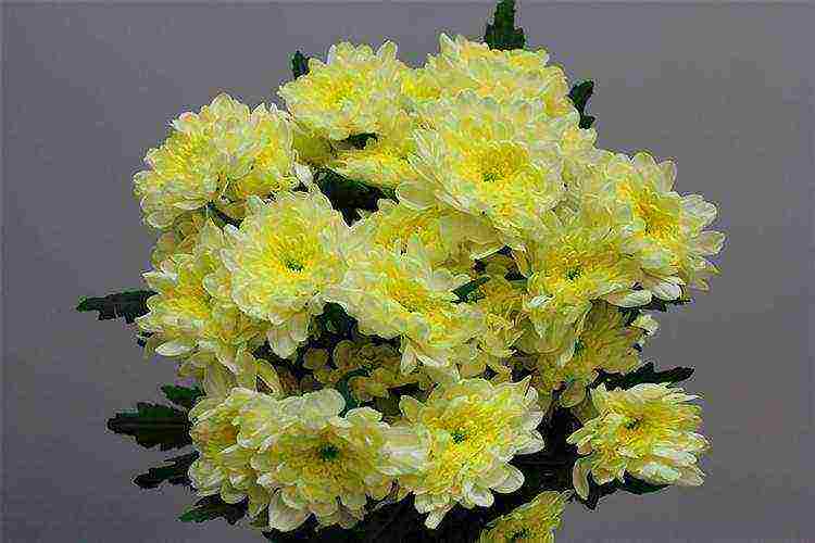 chrysanthemums the best varieties