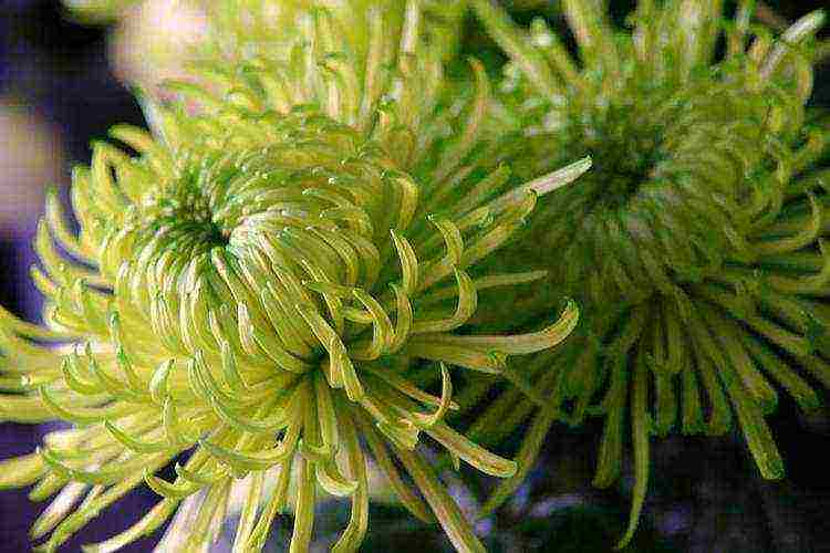 chrysanthemums the best varieties