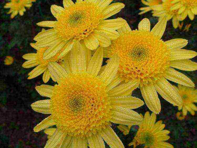 chrysanthemums the best varieties