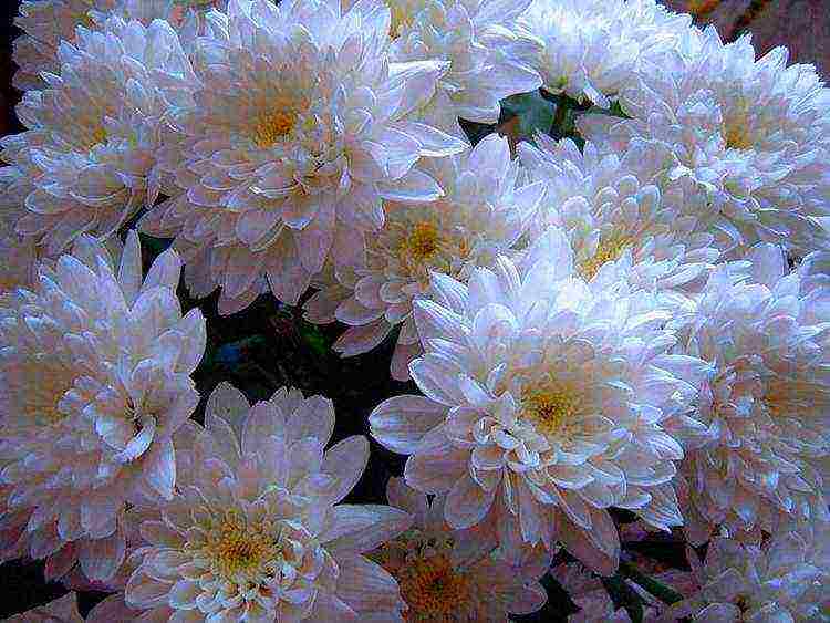 chrysanthemums the best varieties